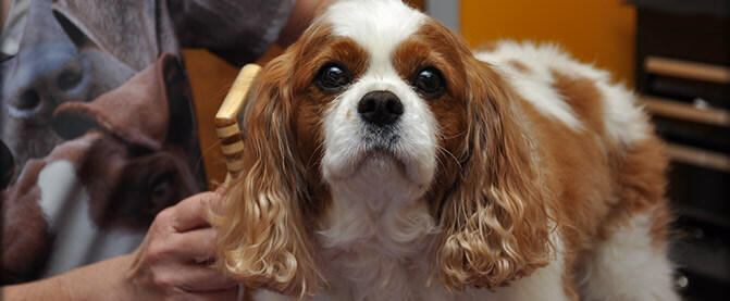 Dog Grooming in East Cobb, Marietta | Dog Groomer |Pet Grooming