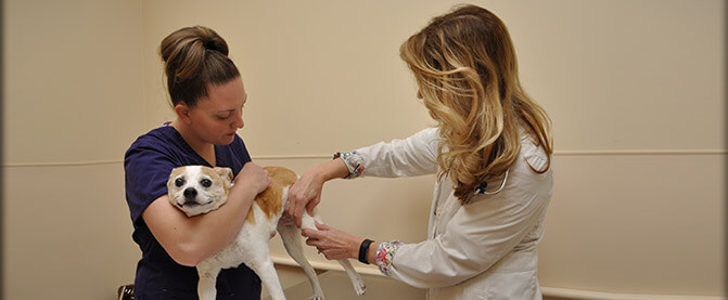 Wellness Veterinary Care for Pets at Montrose Animal Hospital and Pet