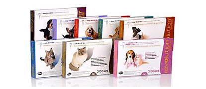 Rebates and Specials at Montrose Animal Hospital