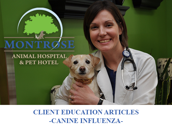 what is canine influenza