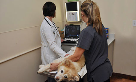internal-medicine-montrose-animal-hospital