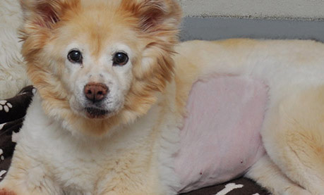 We Understand Your Pet’s Skin Problems!