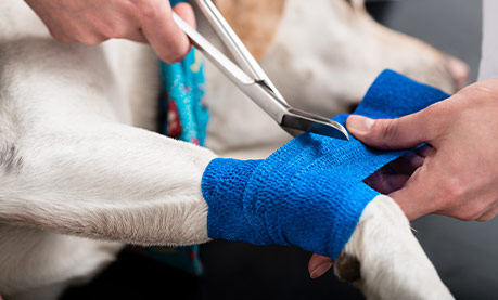 Montrose Animal Hospital & Pet Hotel is fully equipped to handle most emergency situation