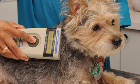We recommend microchipping all pets