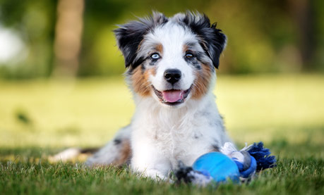 Veterinarian for puppies East Cobb, Marietta GA