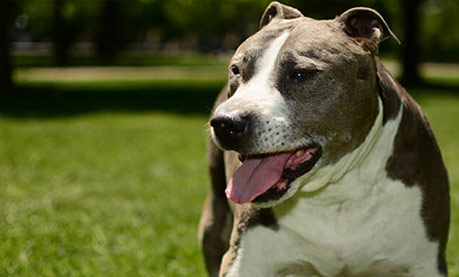 Senior Dog Veterinary Care, East Cobb, Marietta GA