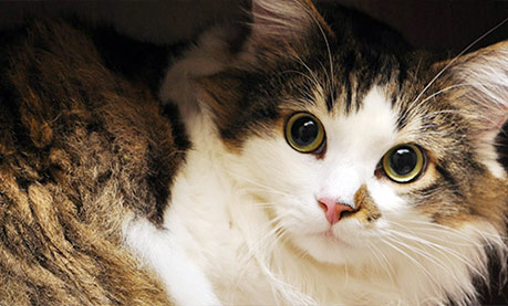 senior-feline-care