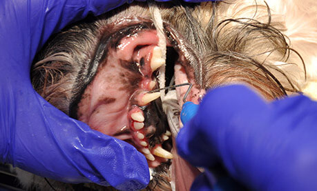 veterinary-dental-services-montrose-animal-hospital-ga