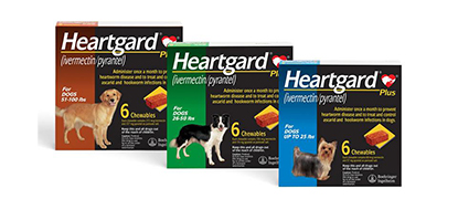 Rebates and Specials at Montrose Animal Hospital